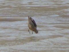 Calidris himantopus
