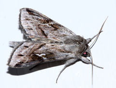 Cucullia mandschuriae