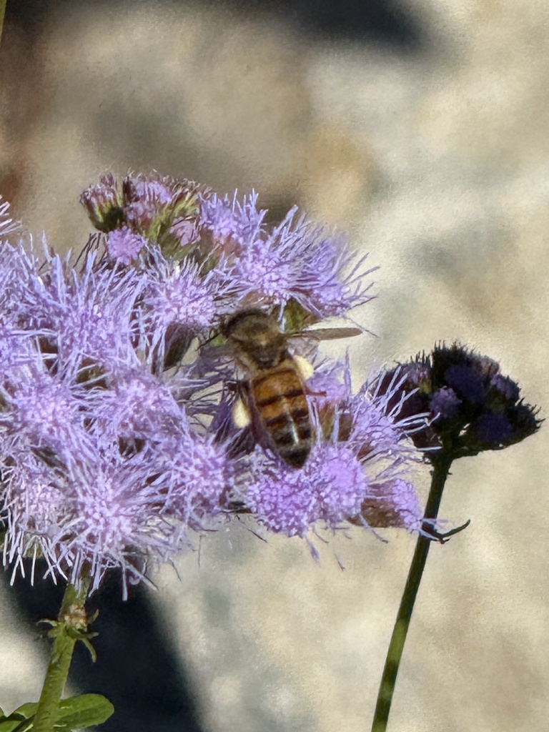 Western Honey Bee from Santa Rosa and San Jacinto Mountains National ...