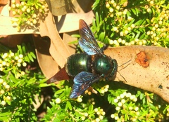 Xylocopa bombylans