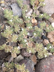 Matt Berger, CC BY, iNaturalist via GBIF Tiquilia paronychioides, photograph Matt Berger, CC BY, iNaturalist via GBIF