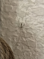 Pholcus phalangioides