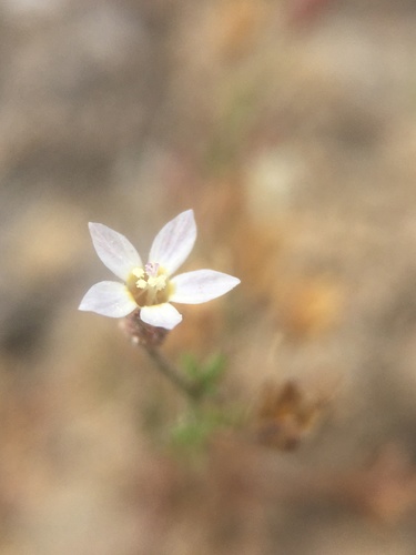 Dayia glutinosa (Dayia glutinosa)