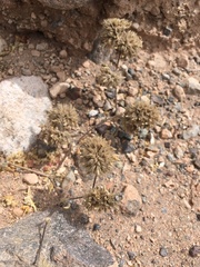 Tiquilia atacamensis