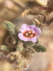 Tiquilia atacamensis