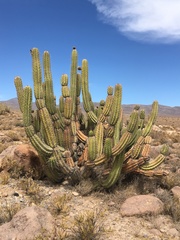 Corryocactus brevistylus
