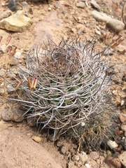 Oreocereus hempelianus