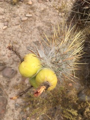 Oreocereus leucotrichus