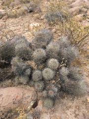 Oreocereus hempelianus
