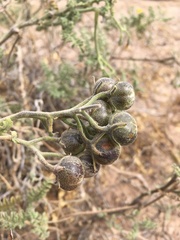 Solanum chilense