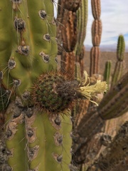 Corryocactus brevistylus