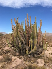 Corryocactus brevistylus