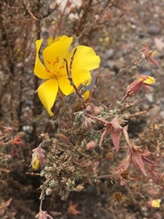 Balbisia microphylla