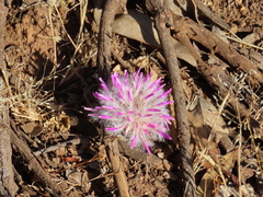 Ptilotus manglesii