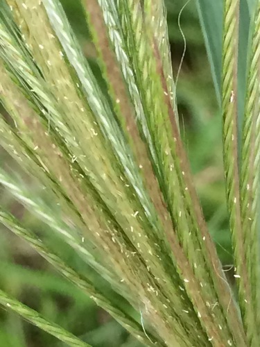Chloris radiata