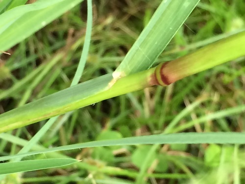 Chloris radiata