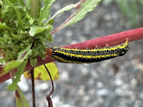 Zebra Caterpillar Moth photo 5