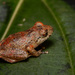 Pristimantis paisa - Photo (c) Khristian Venegas Valencia, some rights reserved (CC BY-NC), uploaded by Khristian Venegas Valencia