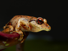 Pristimantis permixtus