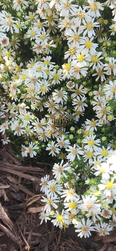 Unknown species found near Aksarben Dr & Pine SE, Omaha, NE 68106, USA