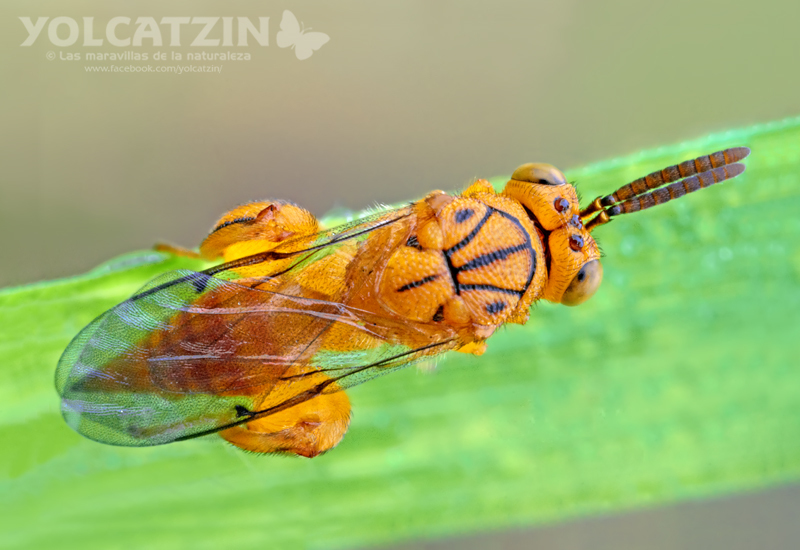 Chalcidinae