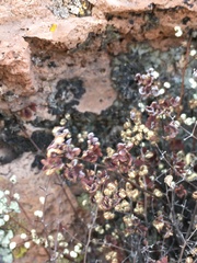 Argyrochosma nivea image