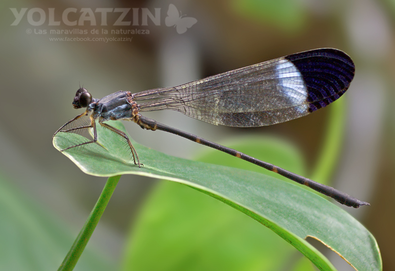 Thaumatoneuridae