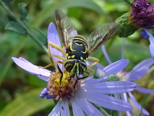 Unknown species found near Bryn Mawr, Minneapolis, MN, USA