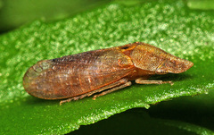 Petalocephala engelhardti