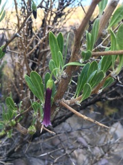 Dunalia spinosa