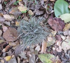 Tillandsia recurvata