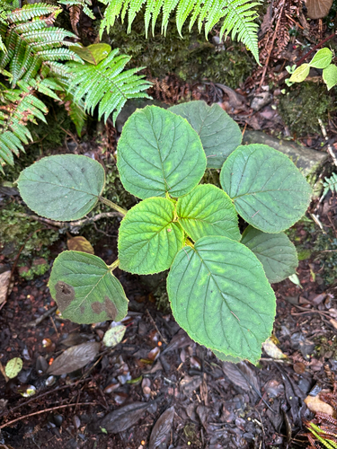 Cyrtandra platyphylla observed 2025-09-22