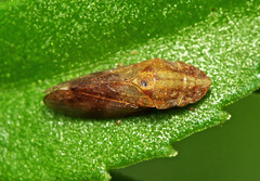 Petalocephala engelhardti
