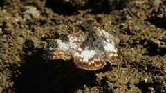 Chiomara georgina georgina