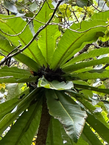 Cyanea hamatiflora observed 2025-09-22