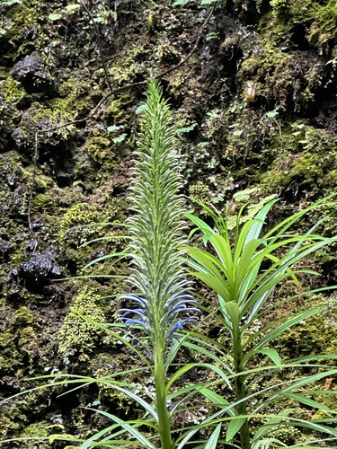 Lobelia grayana observed 2025-09-22