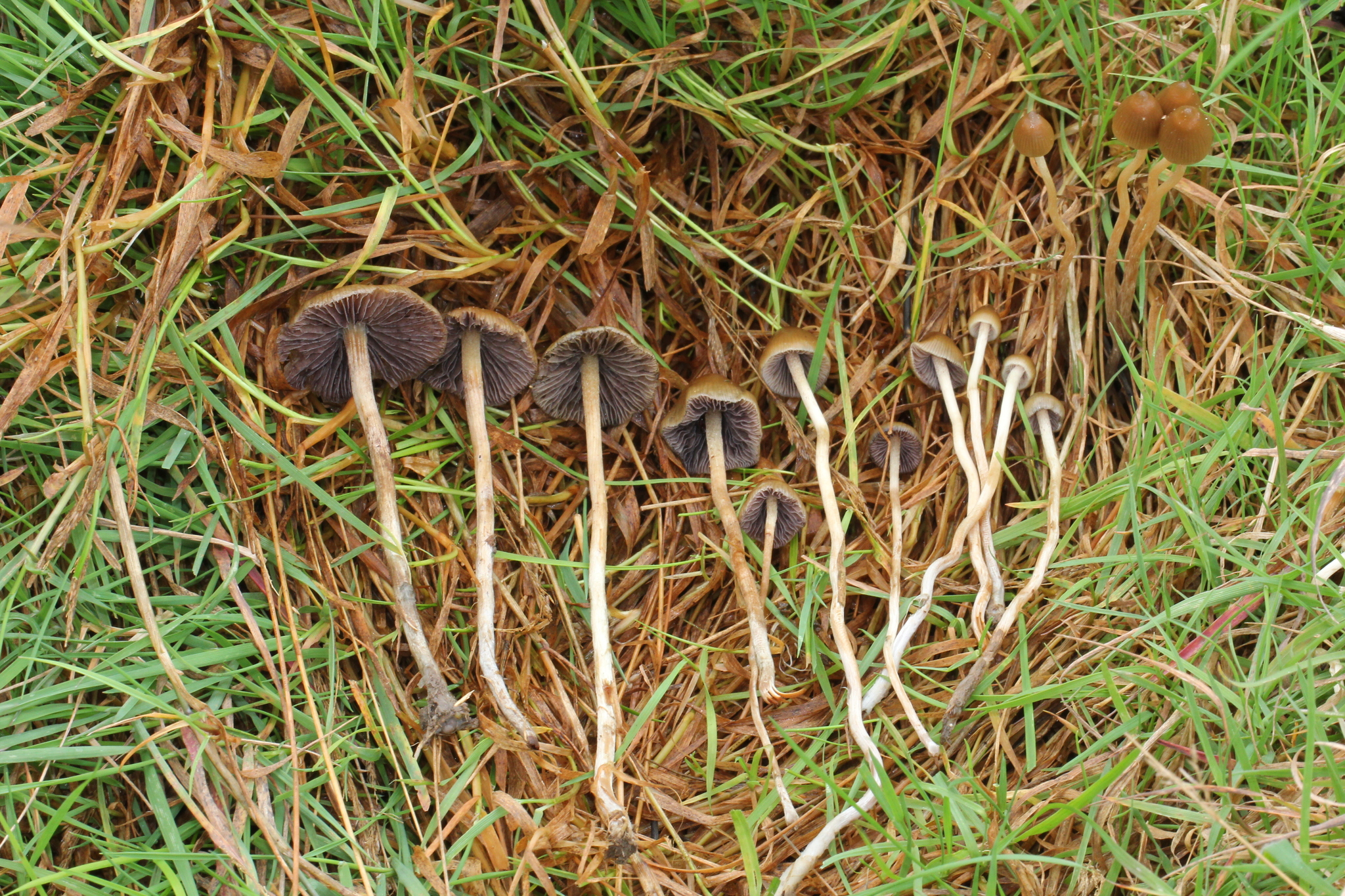 Psilocybe semilanceata image