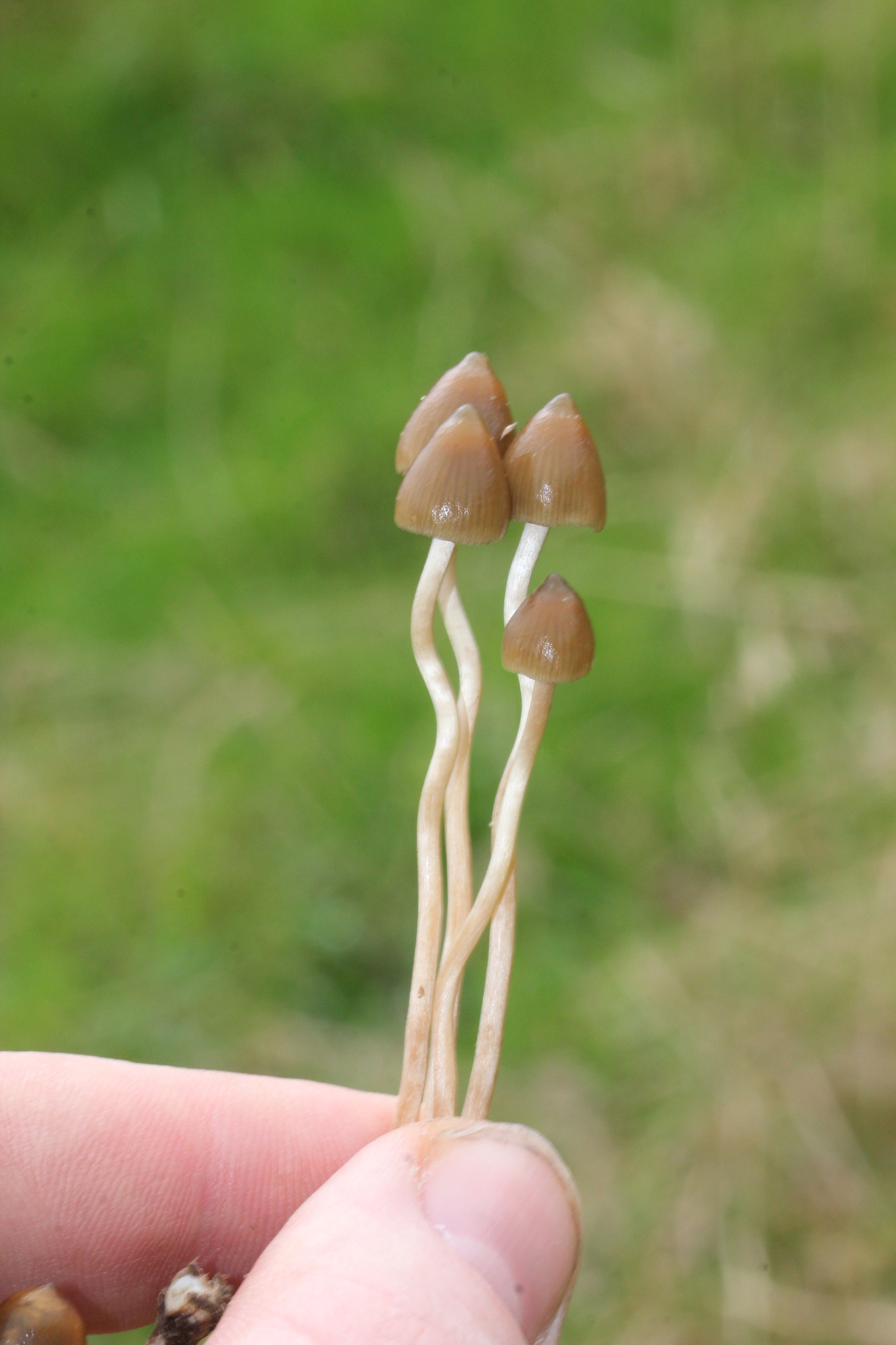Psilocybe semilanceata image