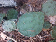 Opuntia humifusa