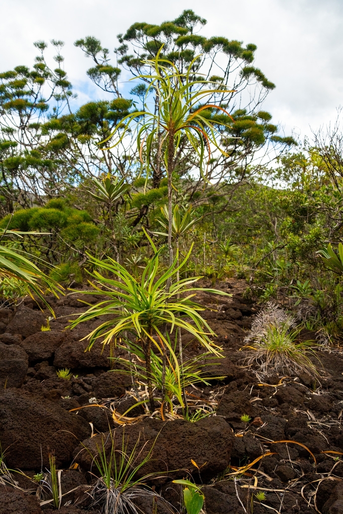 Lomandra insularis