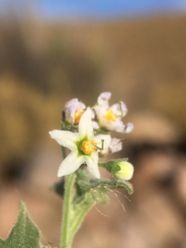 Solanum grandidentatum, photograph 2