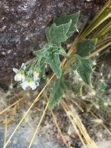 Solanum grandidentatum, photograph 3