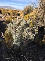 Lupinus tarapacensis
