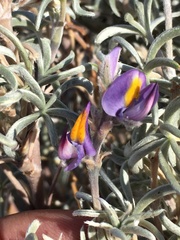 Lupinus tarapacensis