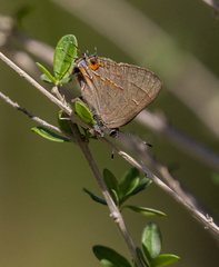 Electrostrymon guzanta