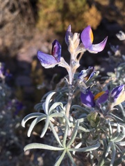 Lupinus tarapacensis