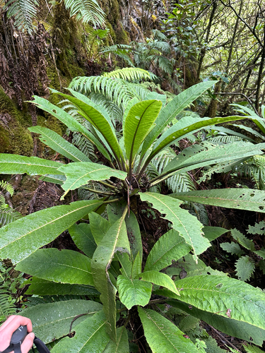 Cyanea aculeatiflora observed 2025-09-22