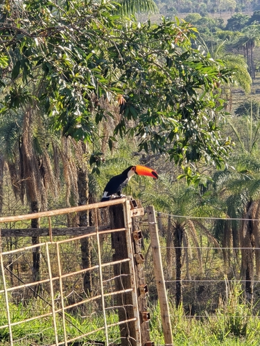 Toco Toucan