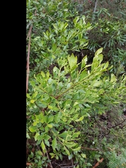 Phyllocladus aspleniifolius