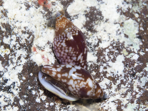 Nitidella nitida observed 2025-08-06